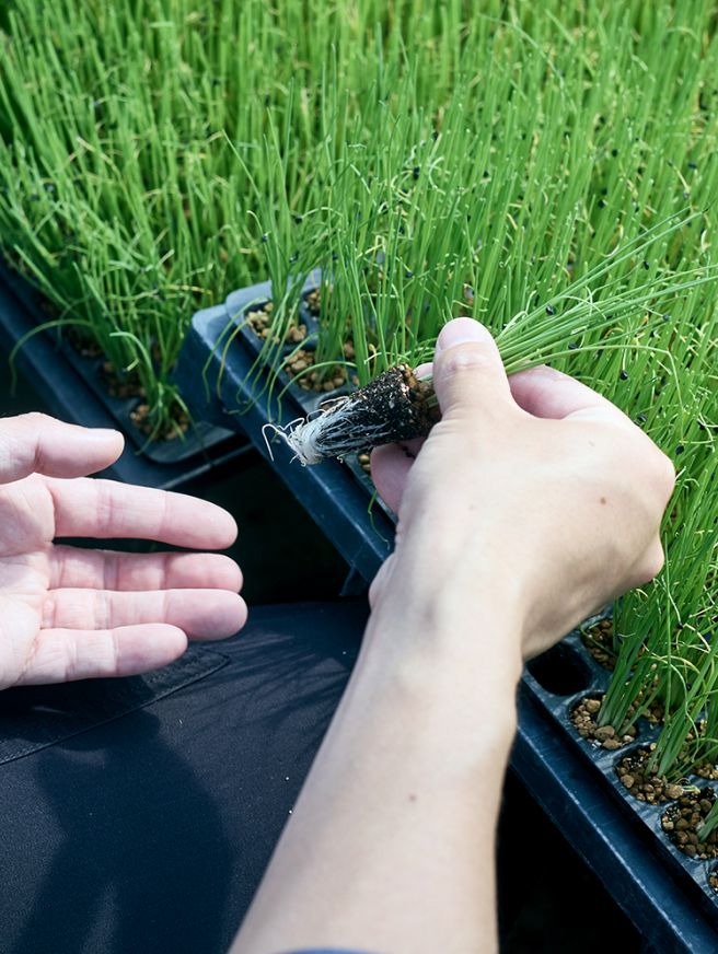 プランターから植物を手に取っている。根っこが見えている