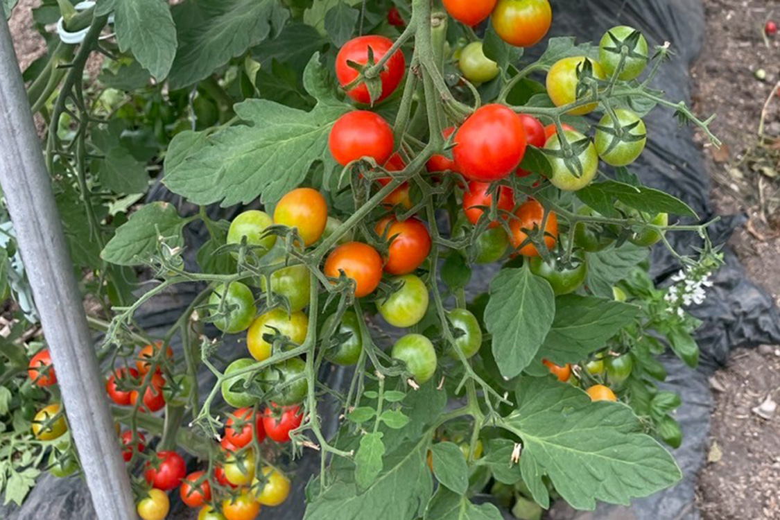 /upload/product/image/tomato02.jpg